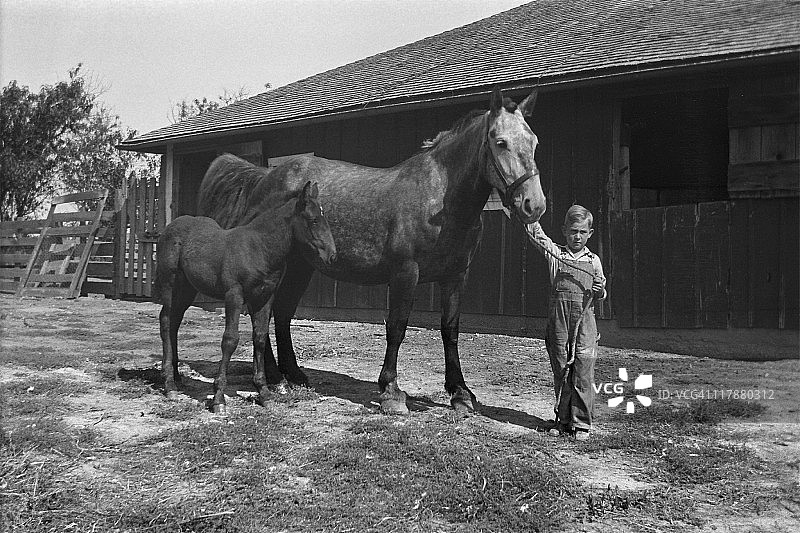 1935年农场男孩与母马和小马驹在畜栏里（复古风格）图片素材