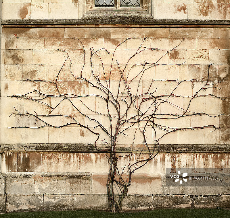 树木与墙壁 - 爬行植物生长在石墙上图片素材