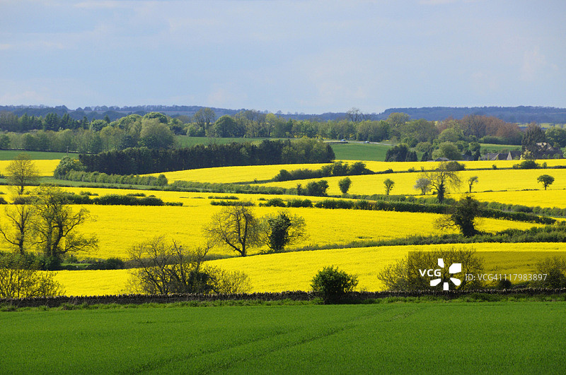 油菜籽田图片素材