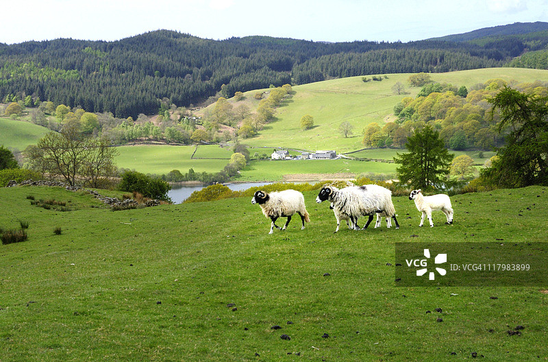 养羊场图片素材