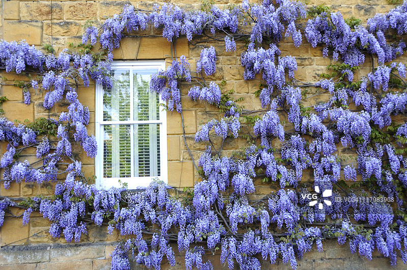 墙壁上的紫藤图片素材