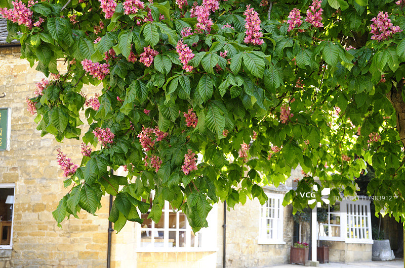 马栗树的红色花朵图片素材