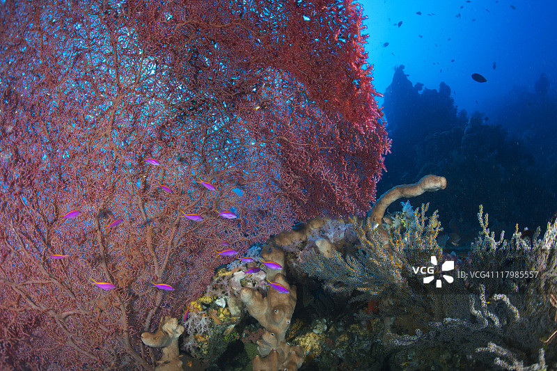 公主花鲈与海扇图片素材