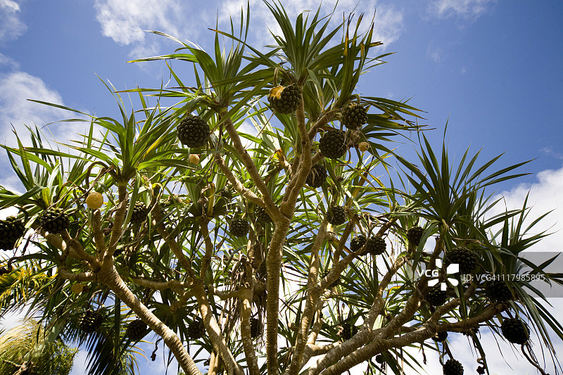 露兜树图片素材