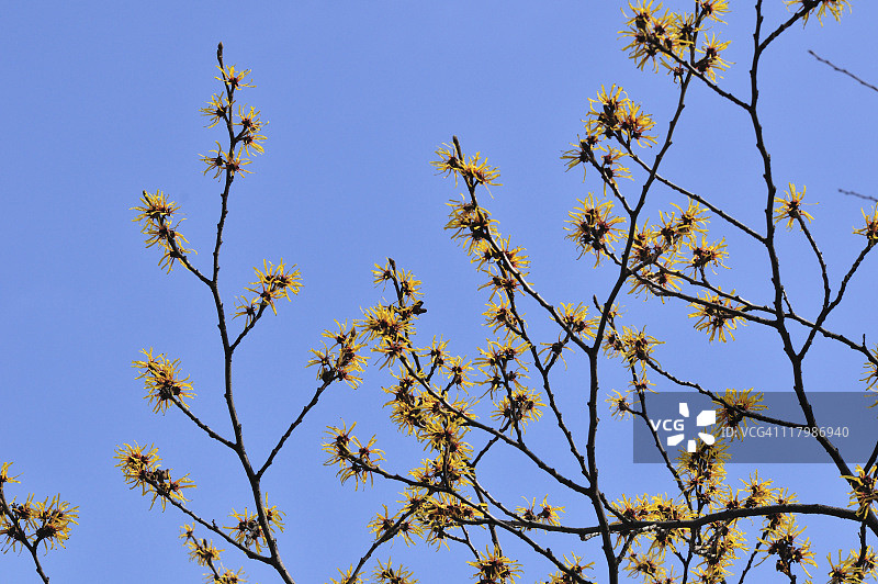 金缕梅盛开图片素材