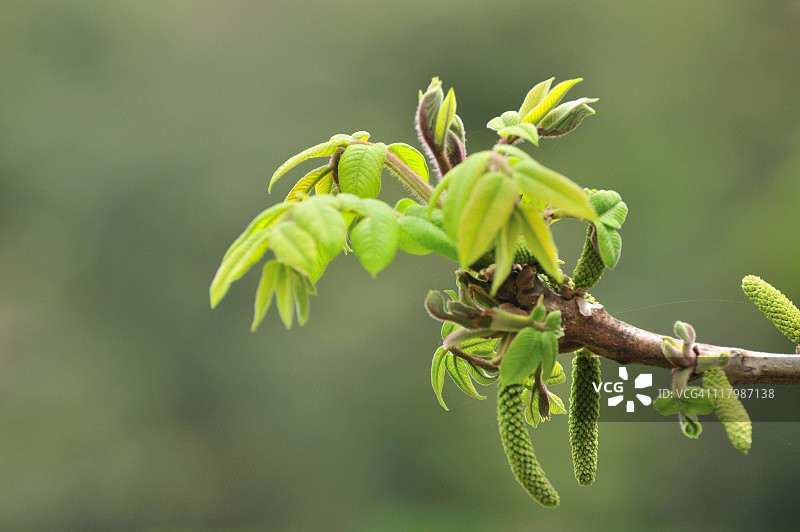 日本胡桃树图片素材