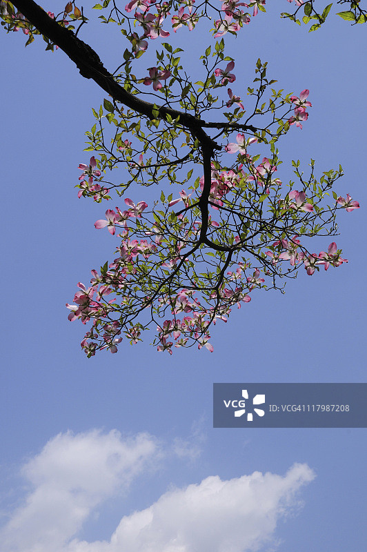 山茱萸盛开图片素材