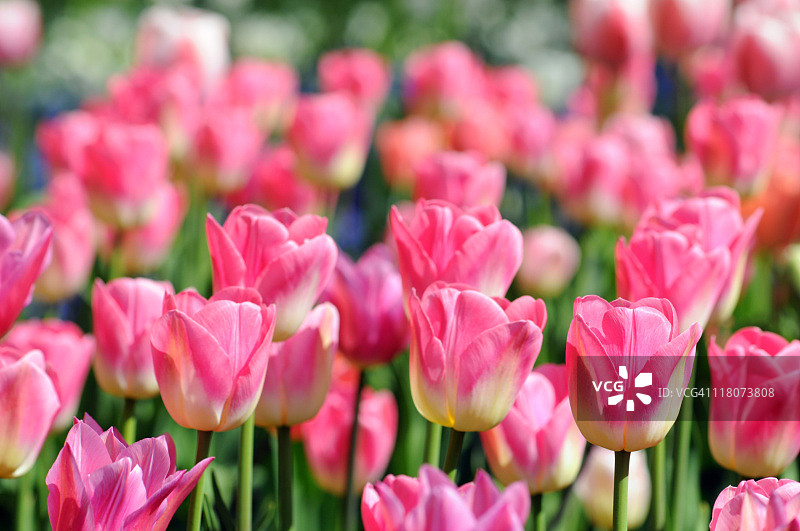 粉色郁金香图片素材