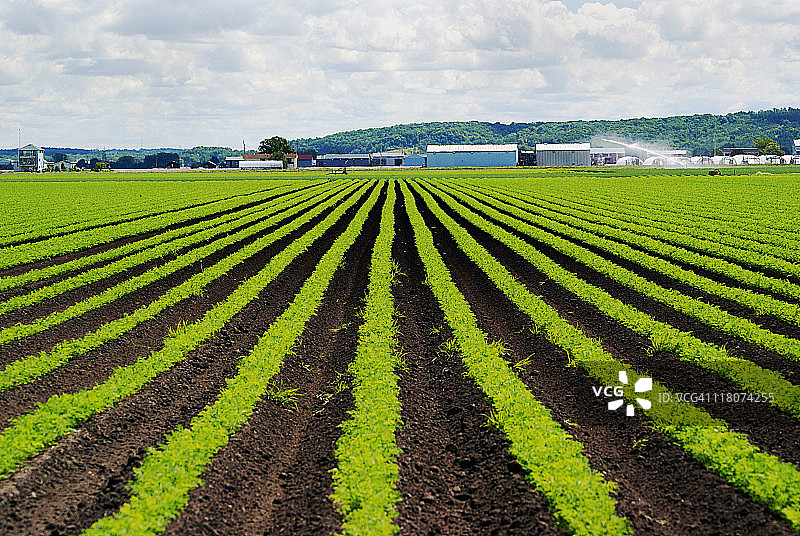 荷兰沼泽图片素材