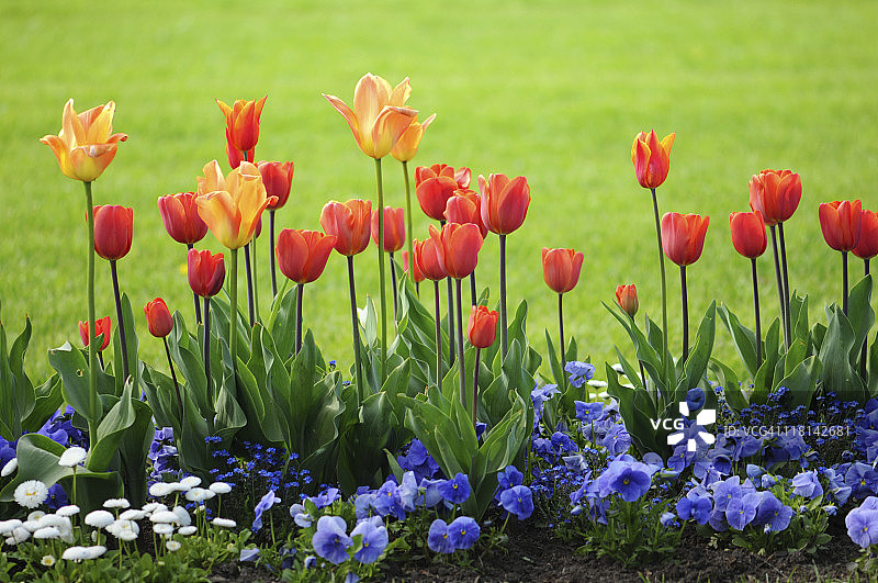 红色郁金香和蓝色三色堇图片素材