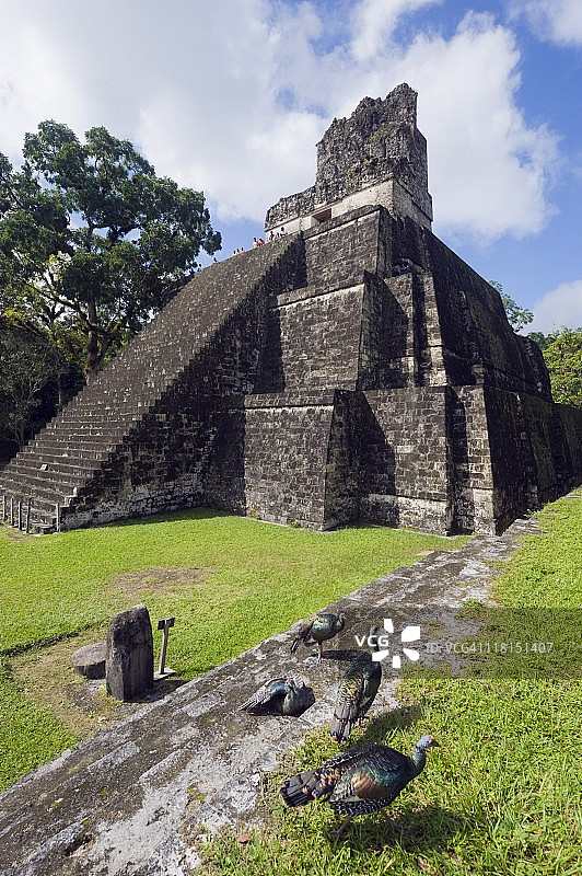 危地马拉蒂卡尔玛雅遗址金字塔中的火鸡（联合国教科文组织世界遗产）图片素材