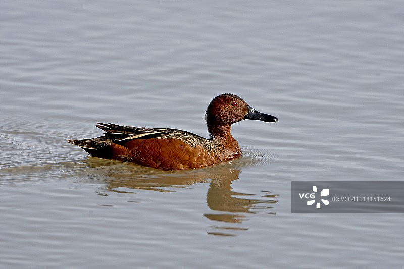 红翅鸭，美国犹他州贝尔河候鸟保护区图片素材