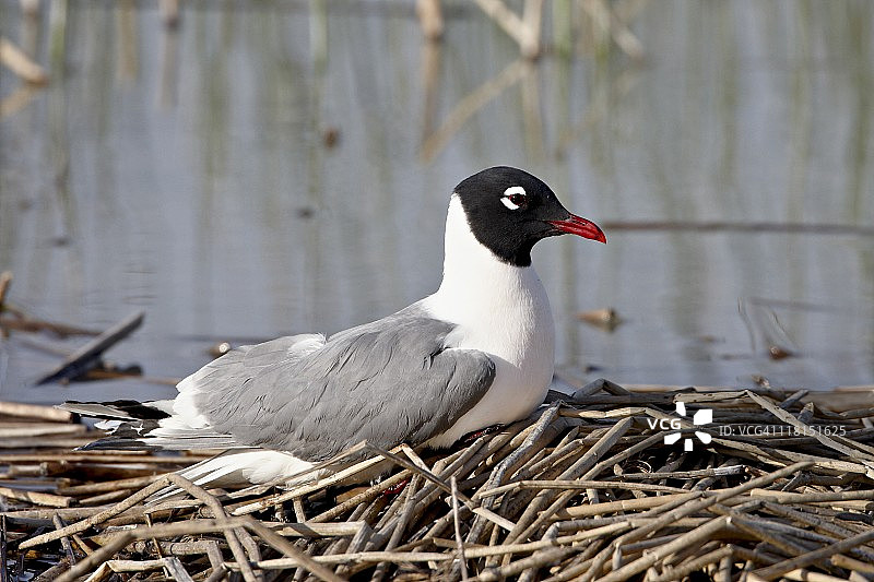 美洲海鸥，熊河鸟类迁徙保护区，犹他州，美国，北美洲图片素材