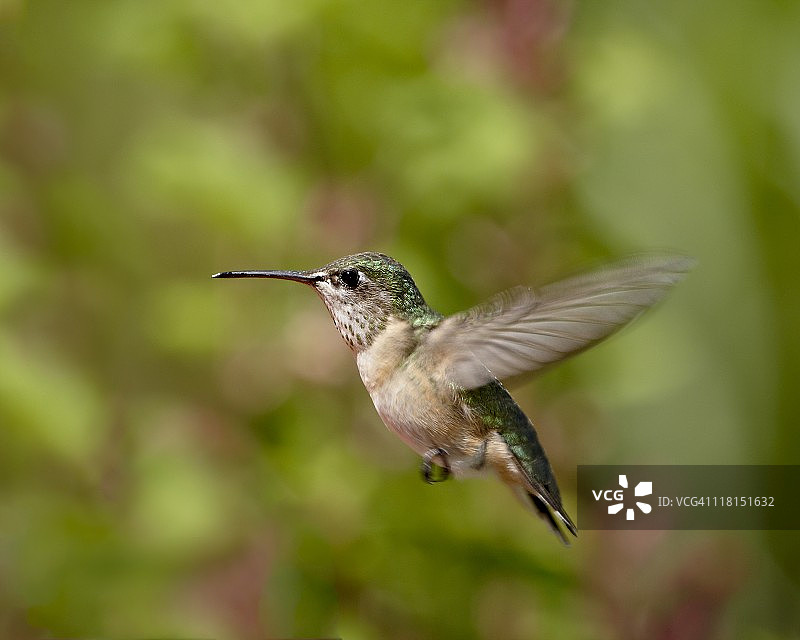 蜂鸟（姬蜂鸟），在加拿大不列颠哥伦比亚省奥利弗附近盘旋图片素材