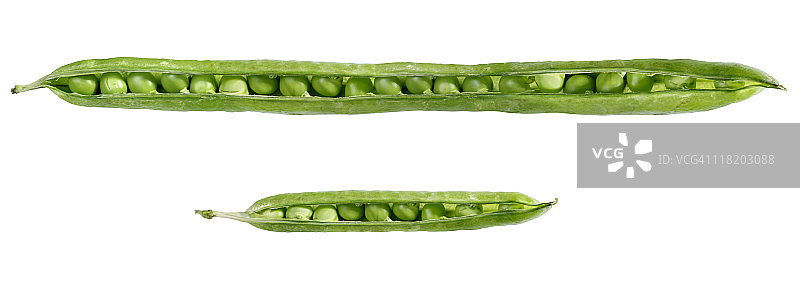 白色背景上的茂盛绿豌豆图片素材