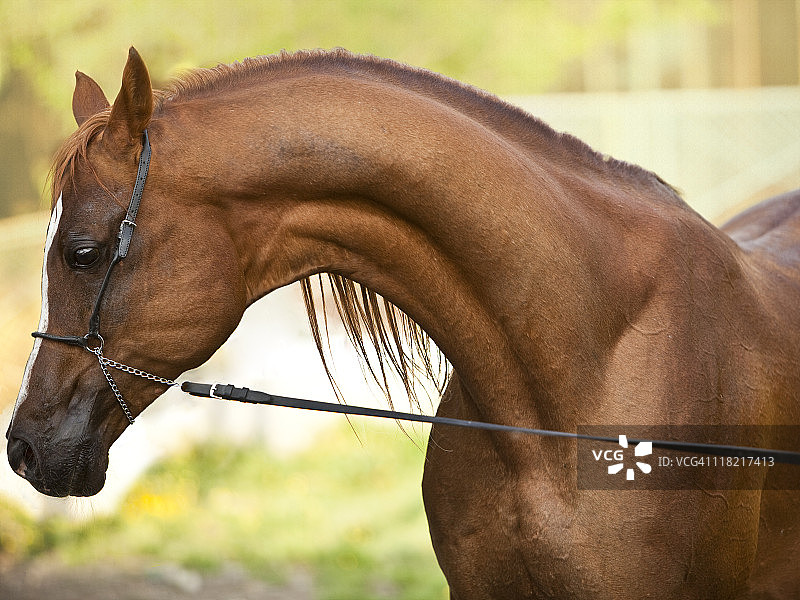 柔韧性与优雅图片素材
