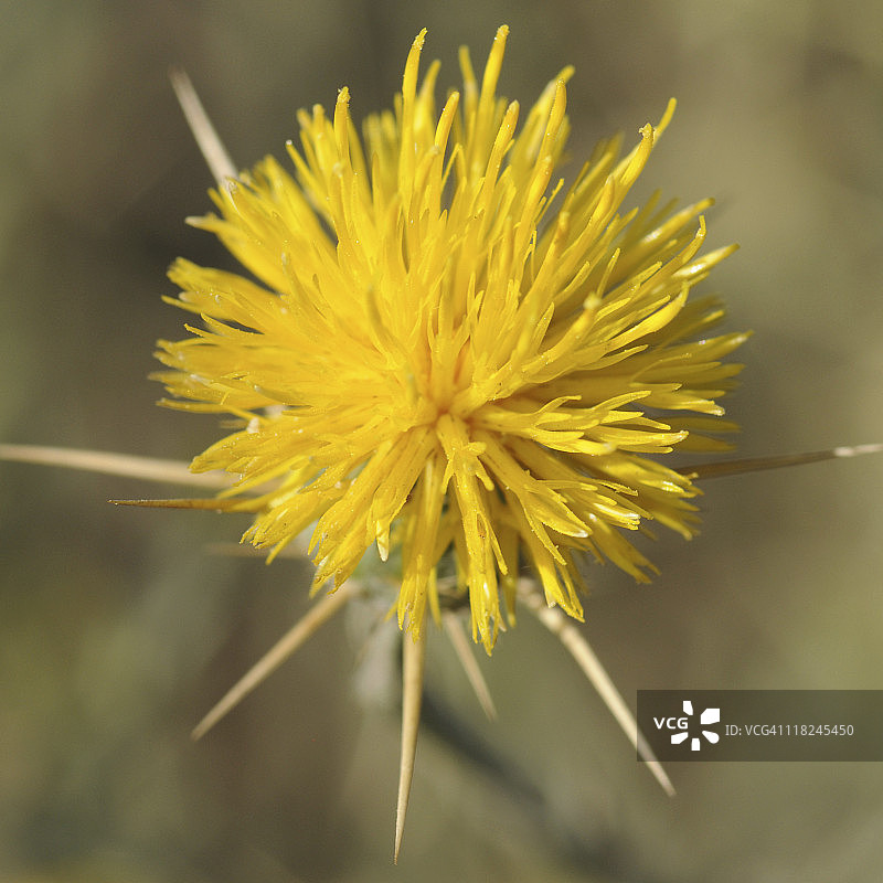 黄星蓟花图片素材