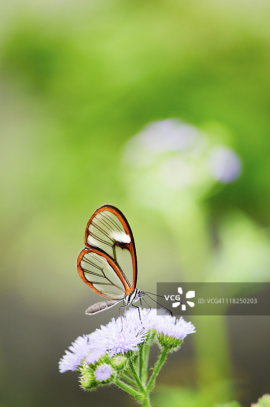 透翅蝶图片素材