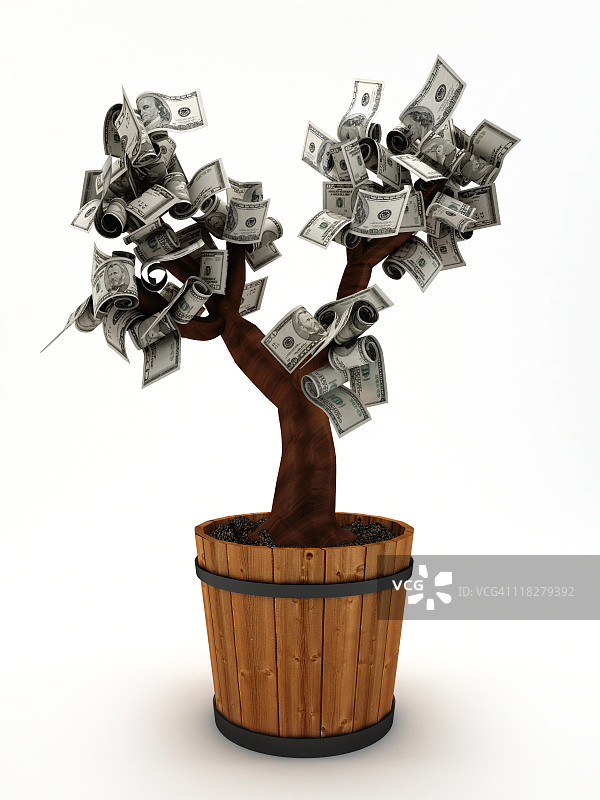 金钱树图片素材