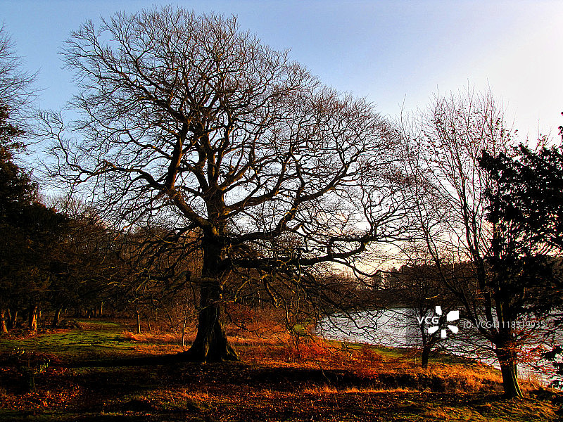 塞奇菲尔德的威克霍尔公园，树木林立图片素材