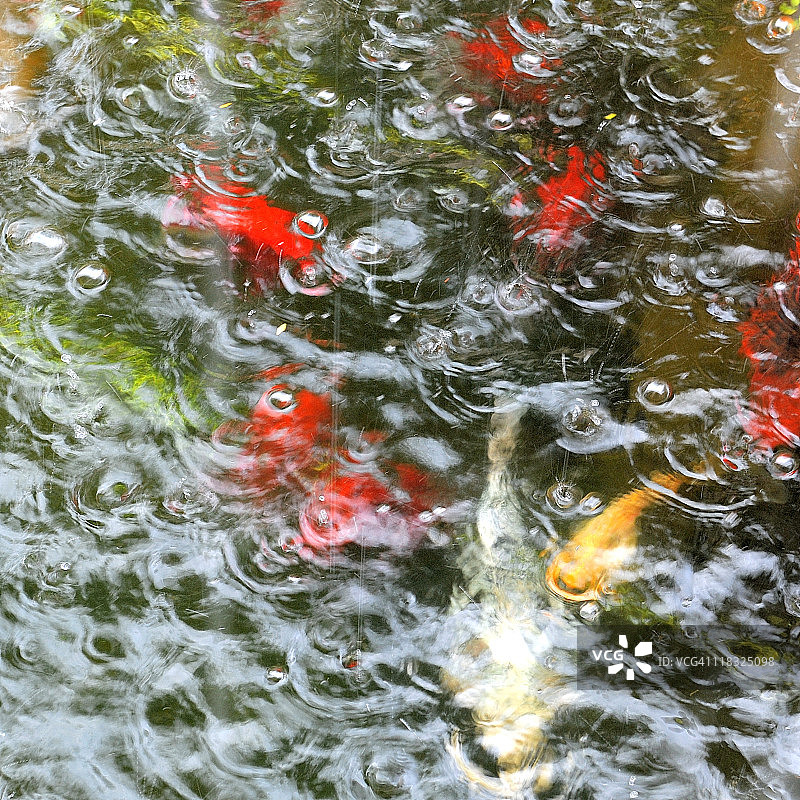 水箱里的锦鲤图片素材