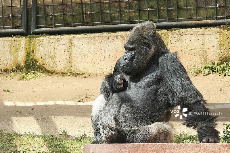 黑色大猩猩图片素材