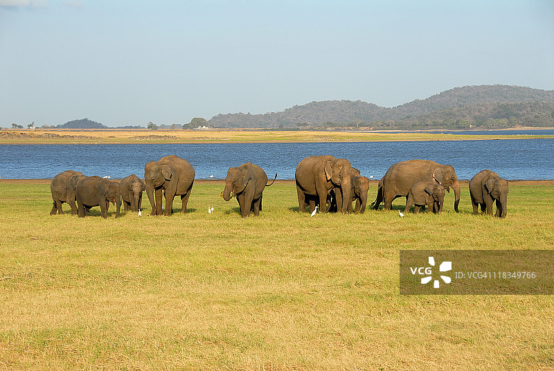 野生大象图片素材