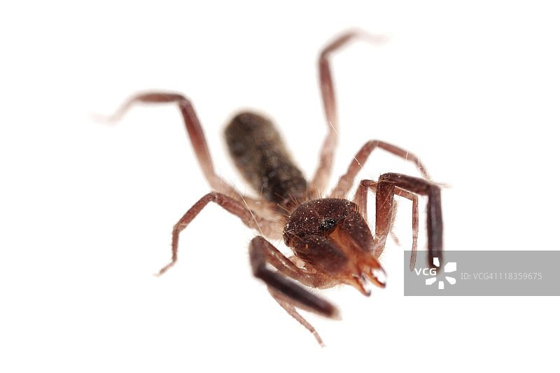 小太阳蜘蛛图片素材