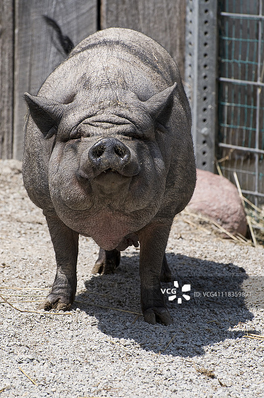大肚猪图片素材