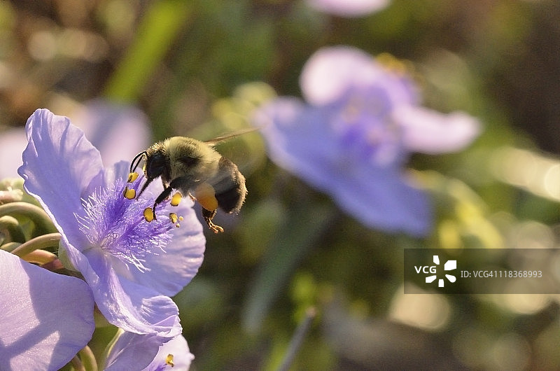 带有弗吉尼亚紫露草的熊蜂图片素材