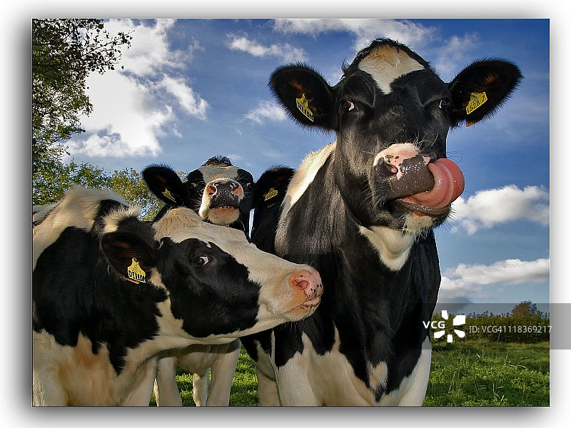 牧场上的小母牛图片素材