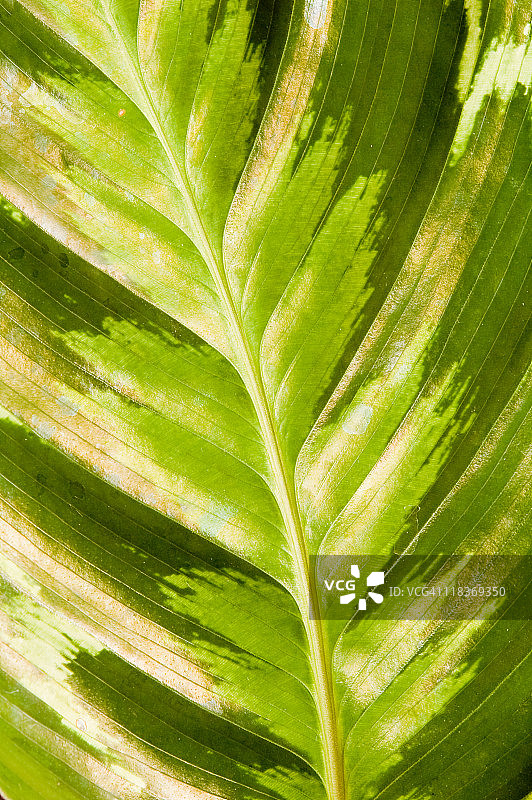 竹芋叶脉图片素材