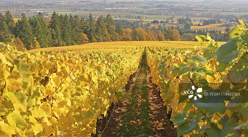 秋季葡萄园图片素材