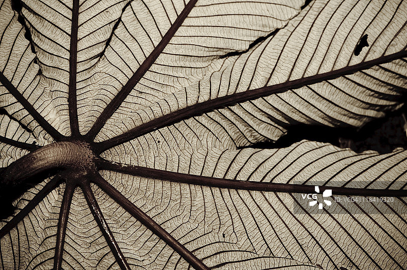 热带树叶着色照片图片素材