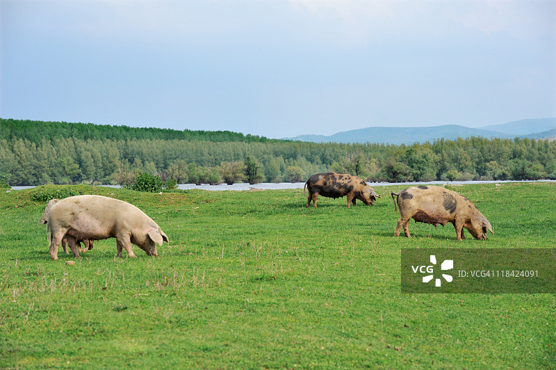 猪图片素材