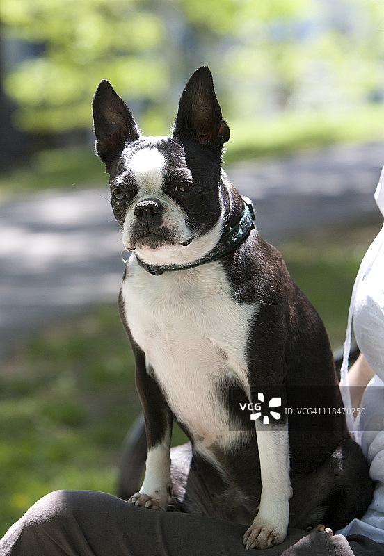 年轻女人和波士顿梗犬图片素材