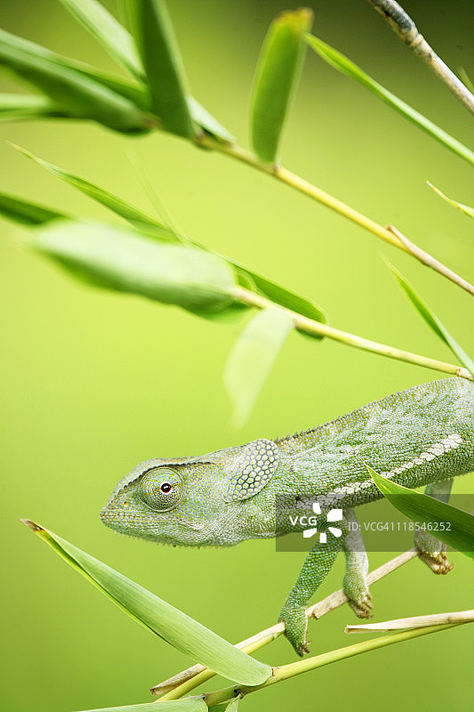 莫桑比克的绿色变色龙图片素材