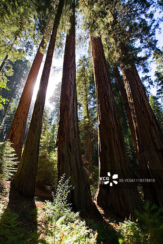 阳光穿过红杉树图片素材
