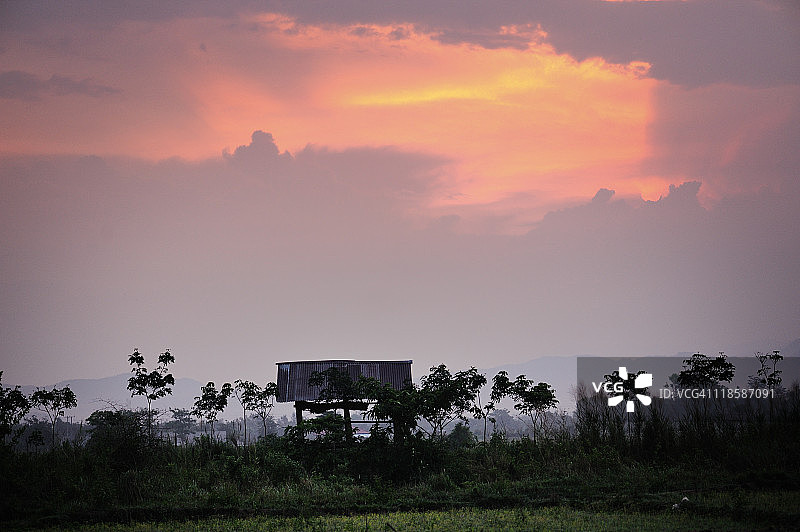 清晨的老挝稻田图片素材