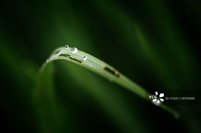 断裂草叶上的露珠图片素材
