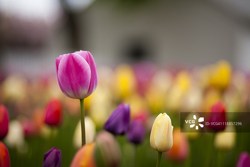 彩色郁金香图片素材