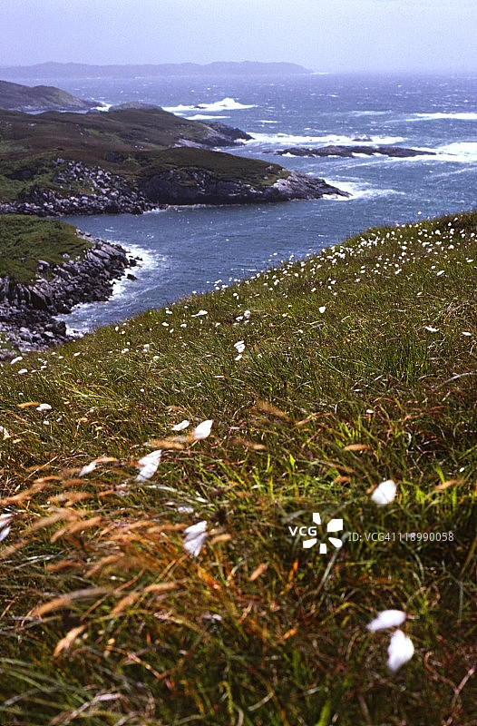 苏格兰崎岖海岸线上的棉草图片素材