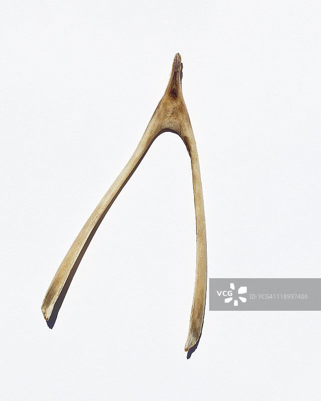 白色背景上的叉骨图片素材