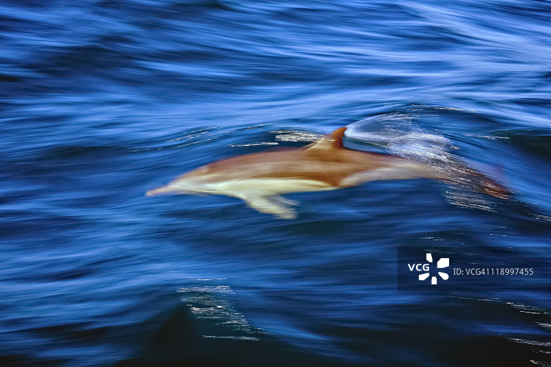 快速游动的海豚，背鳍锋利，海水模糊图片素材
