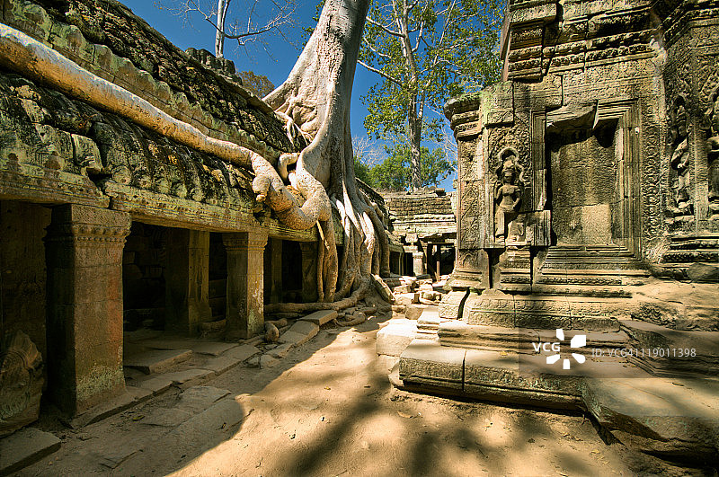 被树根侵扰的寺庙图片素材