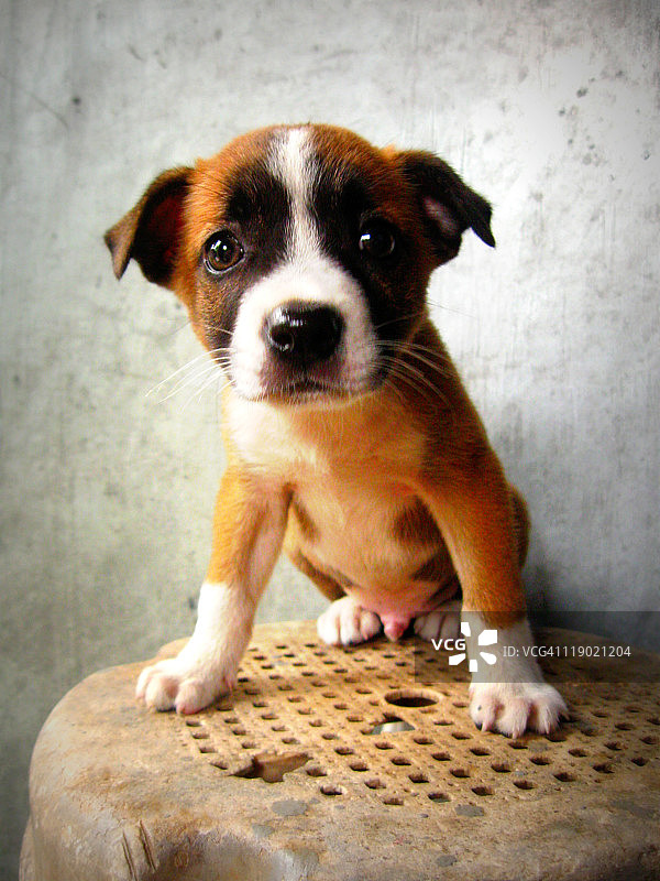 小狗之爱图片素材