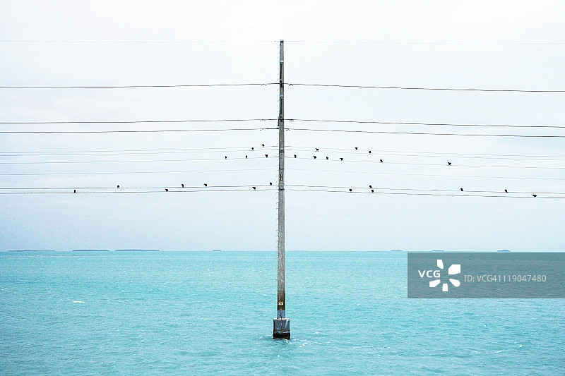 鸟类栖息在海上的供电线上图片素材