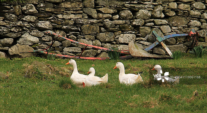 Watendlath的鹅群图片素材