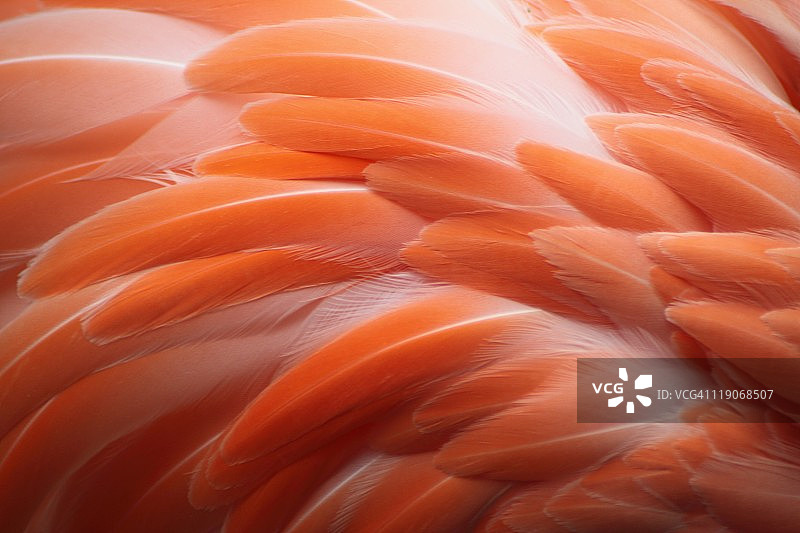 火烈鸟图片素材