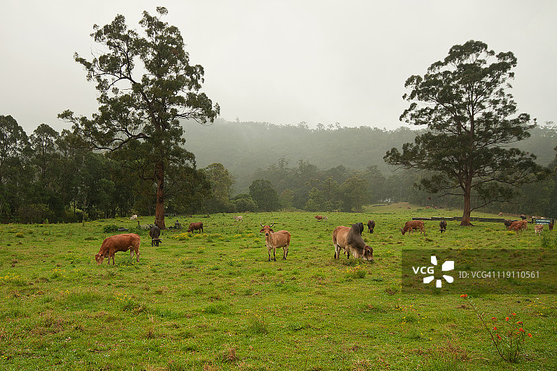 绿色草地上悠闲的澳大利亚奶牛图片素材